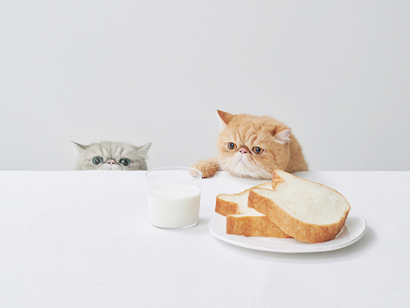 手土産やプレゼントに♪ねこ型の高級食パン