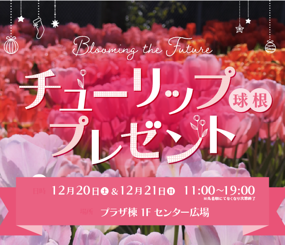 チューリップ球根プレゼント✨