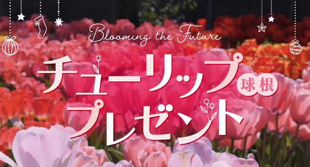 チューリップ球根プレゼント✨